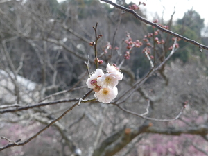 �Ԃ��炢���}

AI �����R���e���c�͌����܂މ\��������܂��B