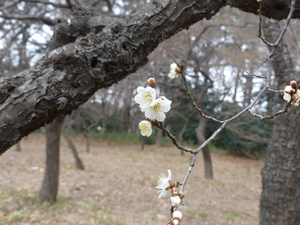 ���O, ��, ��, �t�B�[���h ���܂܂�Ă���摜

AI �����R���e���c�͌����܂މ\��������܂��B