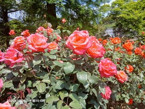 �s���N�̉Ԃ��炢�Ă���

AI �����R���e���c�͌����܂މ\��������܂��B