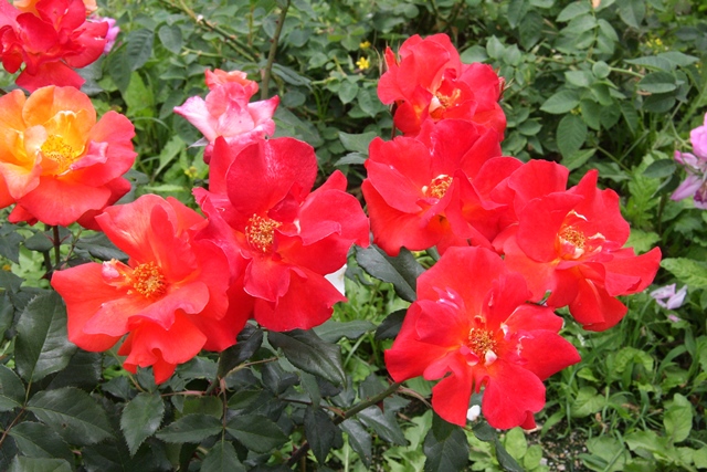 �s���N�̉�

AI �����R���e���c�͌����܂މ\��������܂��B