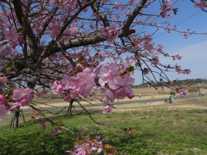 �s���N�̉Ԃ��炢�Ă����

AI �����R���e���c�͌����܂މ\��������܂��B