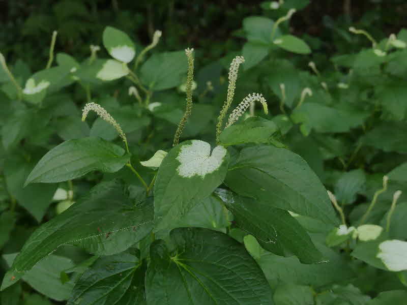 Ԃ炢ĂA

Iɐꂽ