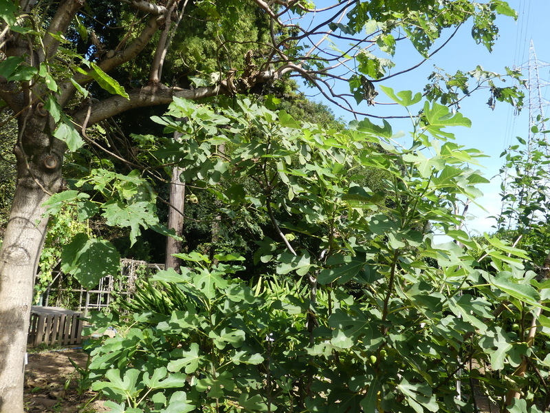 森に植えている木
AI 生成コンテンツは誤りを含む可能性があります。