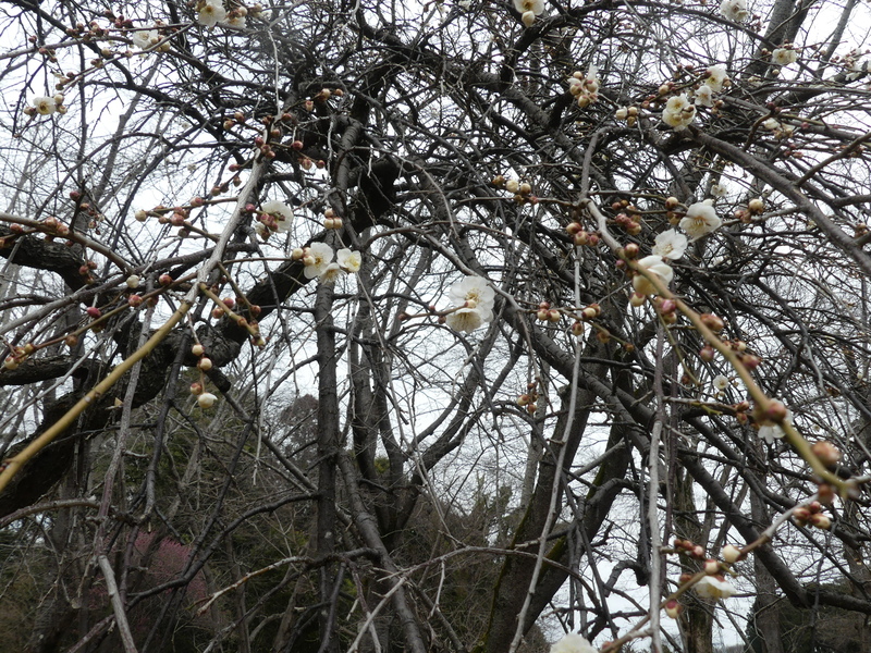 �؂̎}

AI �����R���e���c�͌����܂މ\��������܂��B