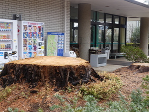 ��, ���O, ����, �傫�� ���܂܂�Ă���摜

AI �����R���e���c�͌����܂މ\��������܂��B